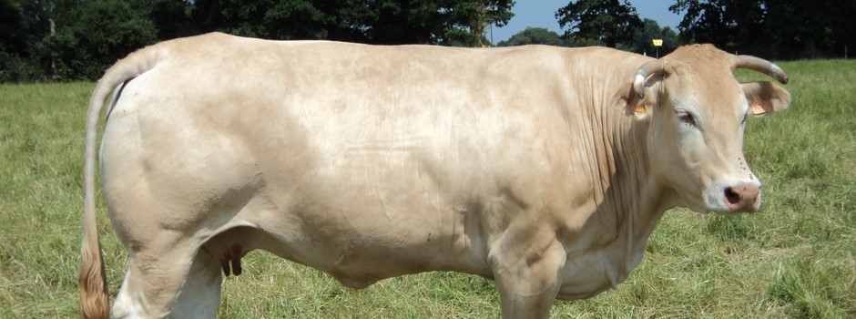 brindebec blonde d'aquitaine.JPG
